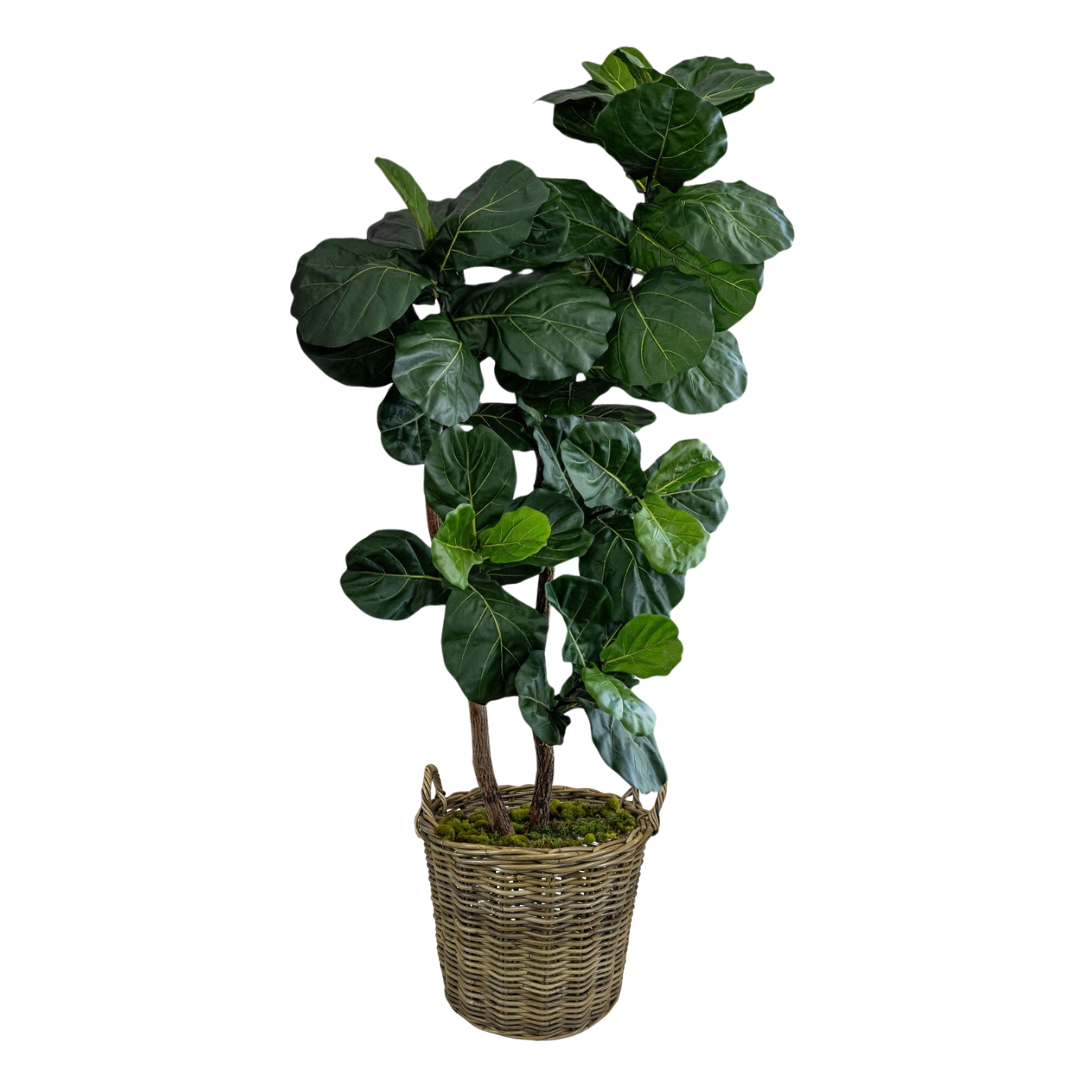 fiddle leaf fig tree san antonio Fiddle Leaf Tree