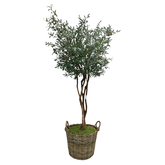 Olive Tree PRE-ORDER