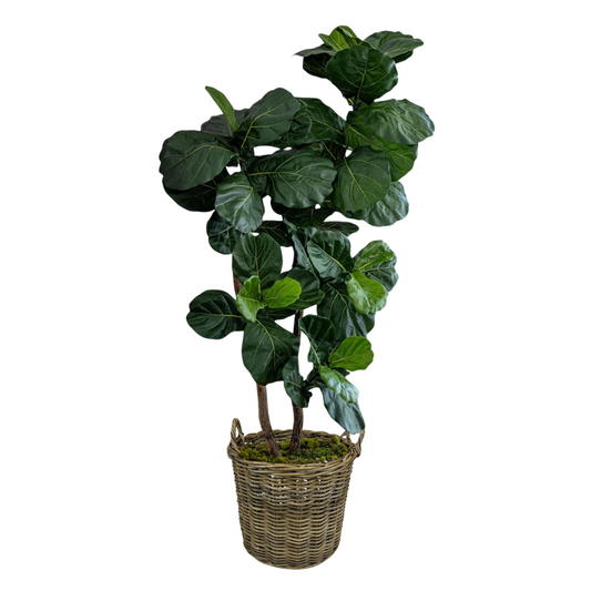 Fiddle Leaf Tree PRE-ORDER