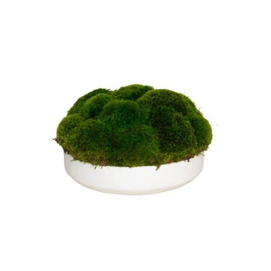 White Moss Bowl